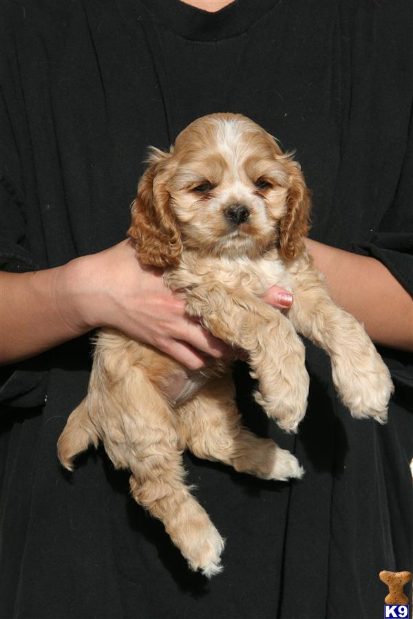 Puppies in Sacramento
